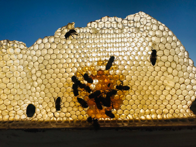 Honey Comb